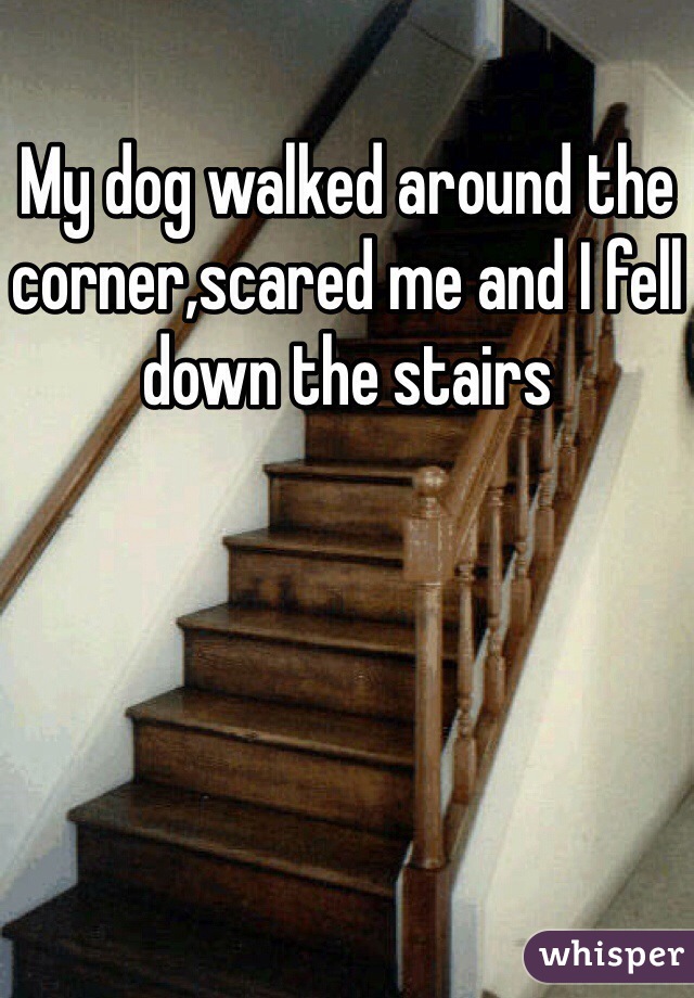 My dog walked around the corner,scared me and I fell down the stairs