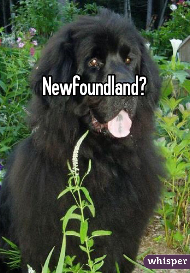 Newfoundland?