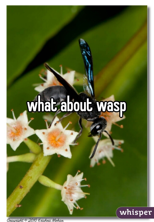 what about wasp