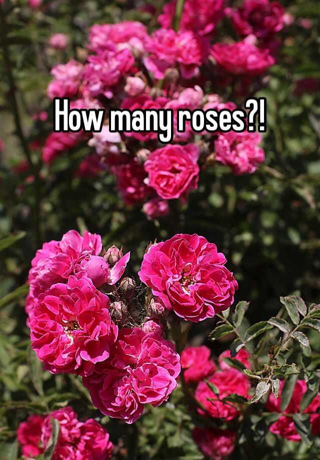 how-many-roses