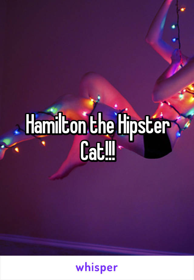 Hamilton the Hipster Cat!!!