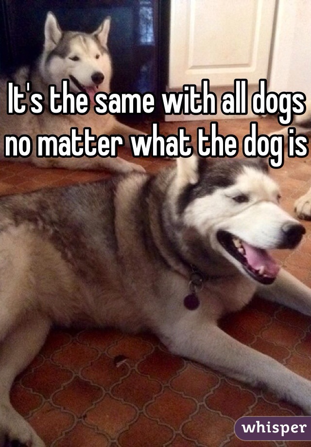 It's the same with all dogs no matter what the dog is 