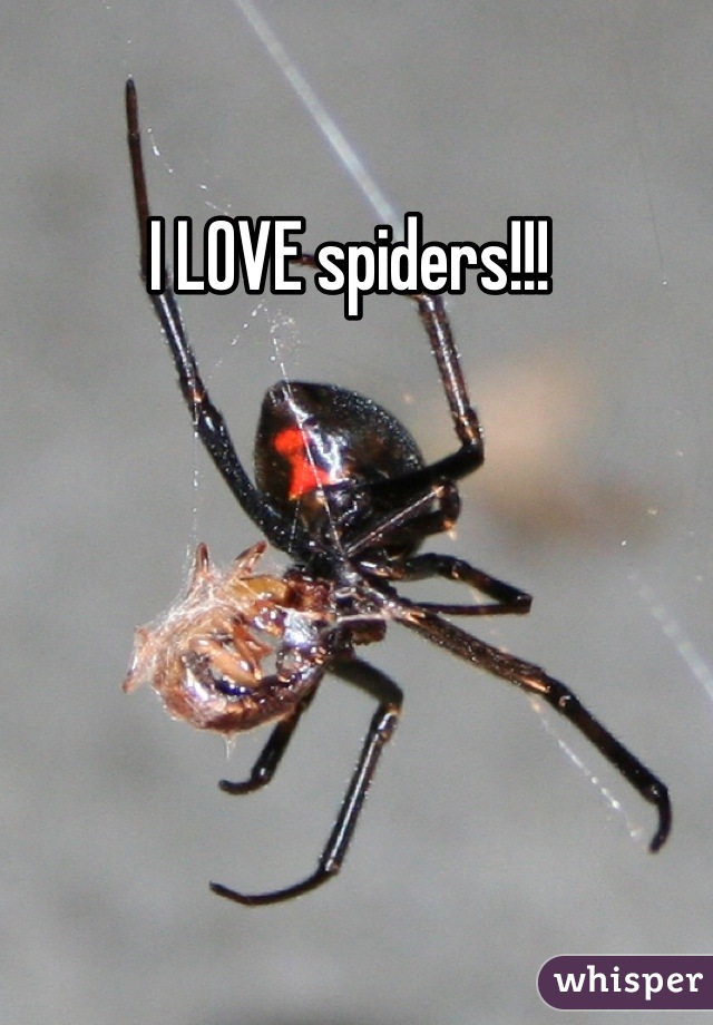 I LOVE spiders!!! 