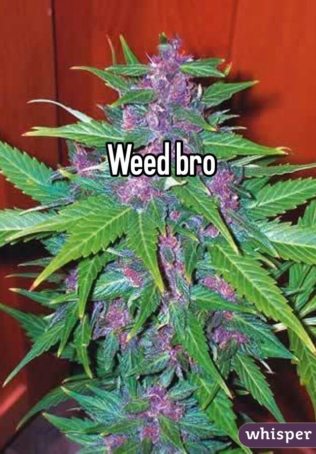 Weed bro