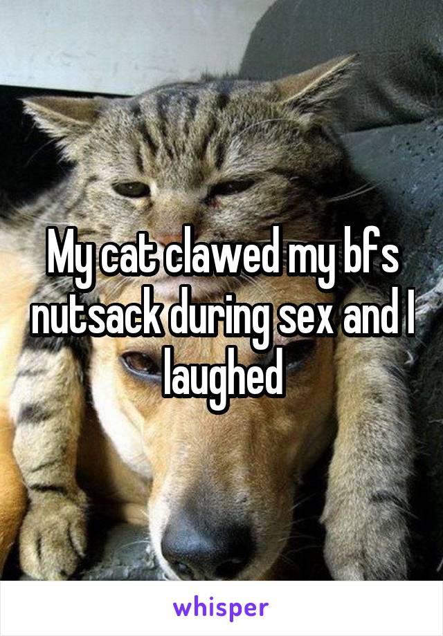 My cat clawed my bfs nutsack during sex and I laughed