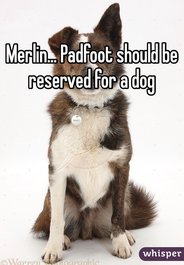 Merlin... Padfoot should be reserved for a dog 