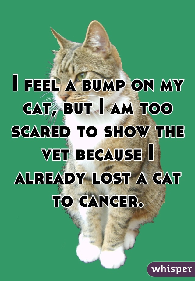 I feel a bump on my cat, but I am too scared to show the vet because I already lost a cat to cancer.