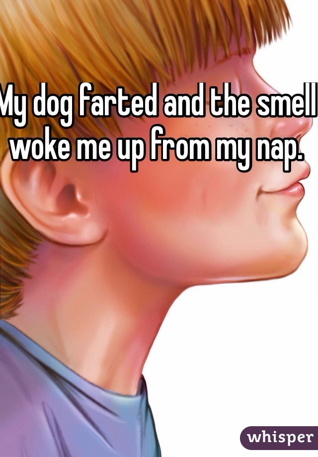 My dog farted and the smell woke me up from my nap. 