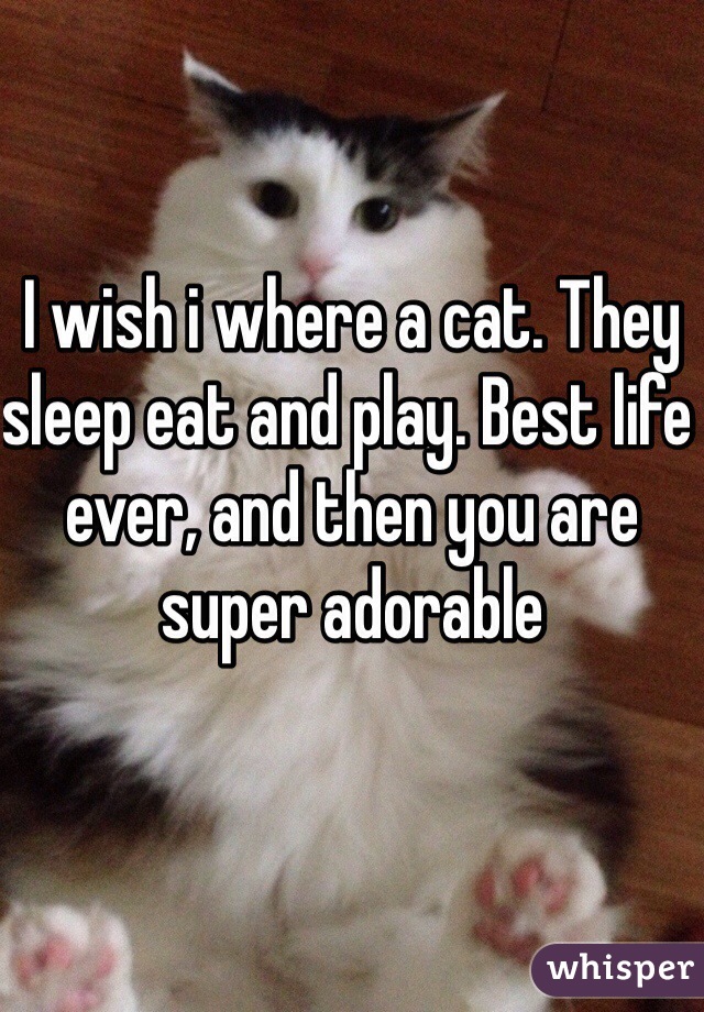 I wish i where a cat. They sleep eat and play. Best life ever, and then you are super adorable