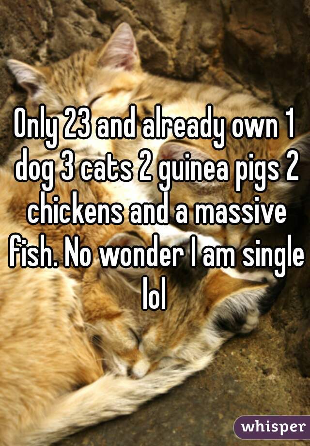 Only 23 and already own 1 dog 3 cats 2 guinea pigs 2 chickens and a massive fish. No wonder I am single lol 