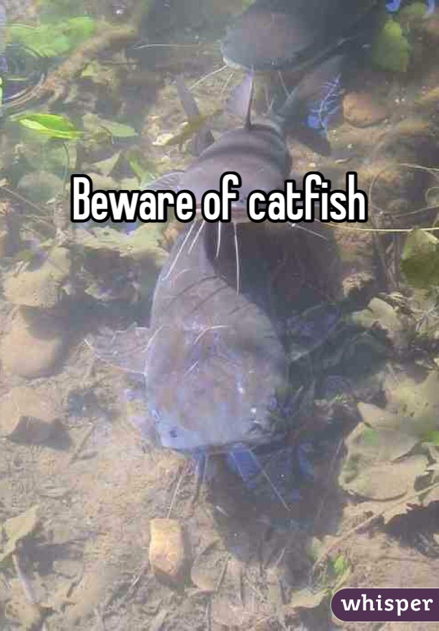 Beware of catfish