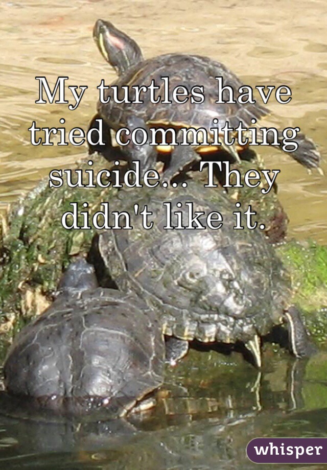 My turtles have tried committing suicide... They didn't like it. 