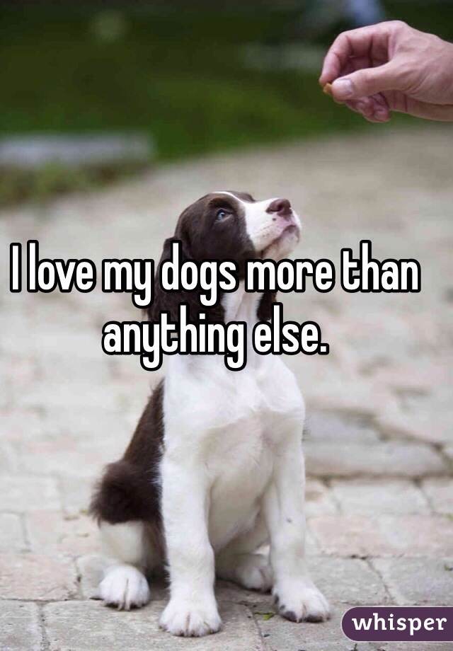 I love my dogs more than anything else.