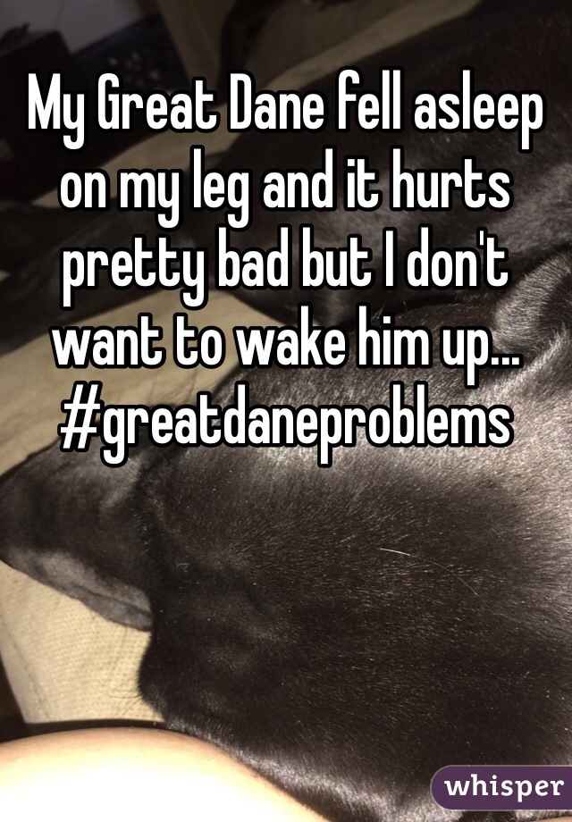 My Great Dane fell asleep on my leg and it hurts pretty bad but I don't want to wake him up... 
#greatdaneproblems