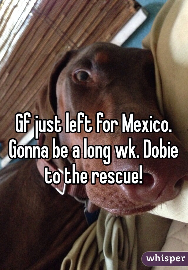 Gf just left for Mexico. Gonna be a long wk. Dobie to the rescue!  