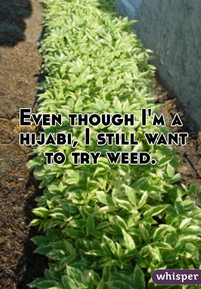 Even though I'm a hijabi, I still want to try weed. 