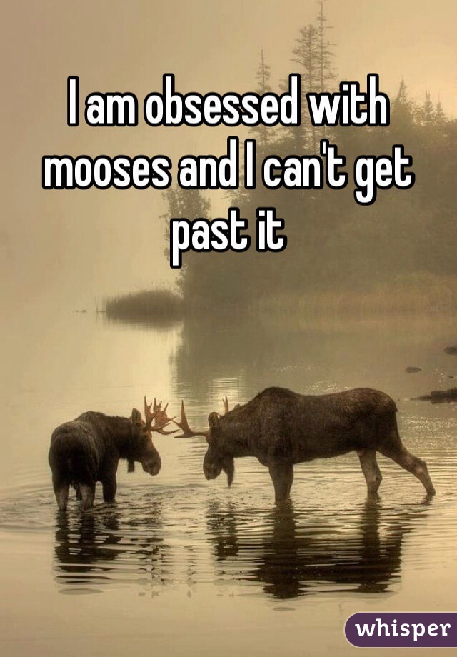 I am obsessed with mooses and I can't get past it