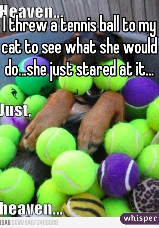 I threw a tennis ball to my cat to see what she would do...she just stared at it...
