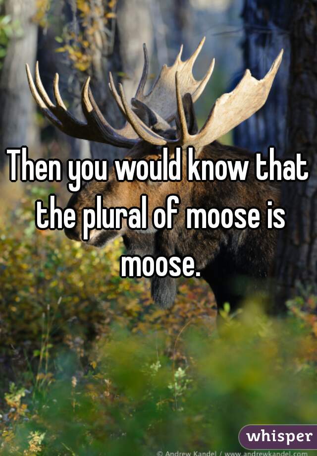 Then you would know that the plural of moose is moose.