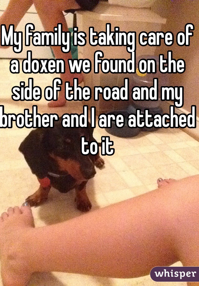 My family is taking care of a doxen we found on the side of the road and my brother and I are attached to it