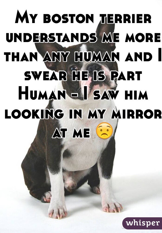 My boston terrier understands me more than any human and I swear he is part Human - I saw him looking in my mirror at me 😟