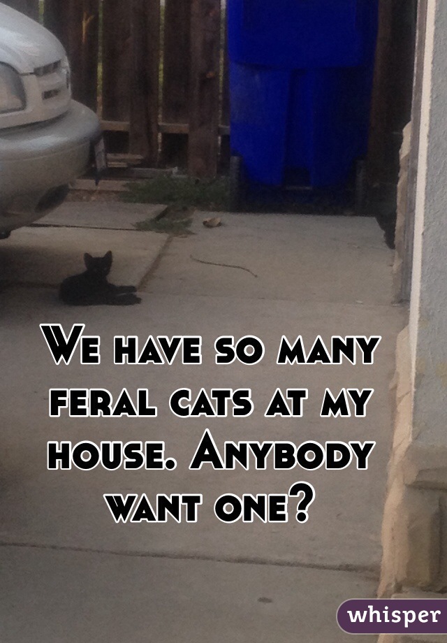 We have so many feral cats at my house. Anybody want one?