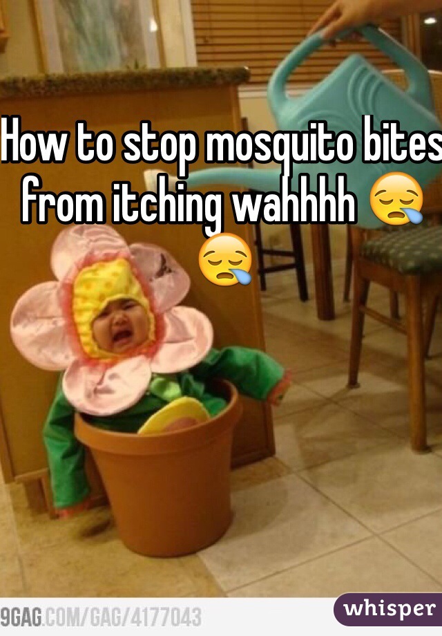 How to stop mosquito bites from itching wahhhh 😪😪