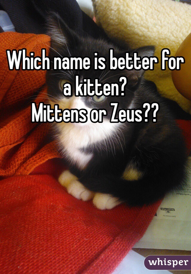 Which name is better for a kitten?
Mittens or Zeus??
