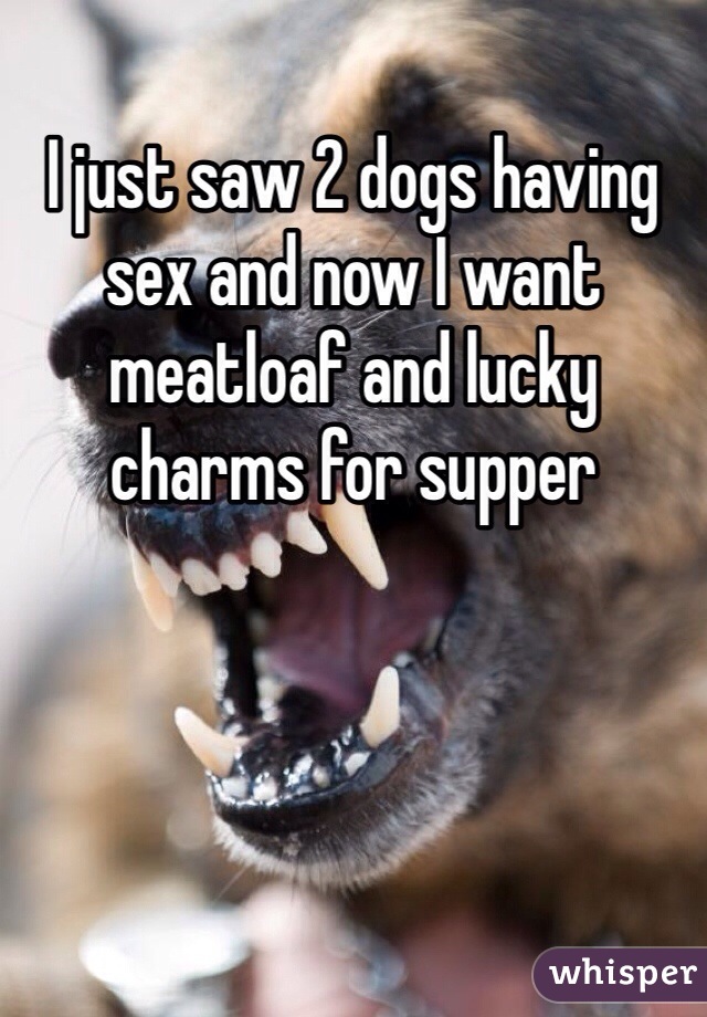I just saw 2 dogs having sex and now I want meatloaf and lucky charms for supper