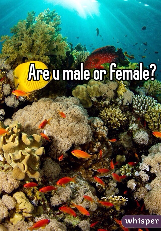 Are u male or female?
