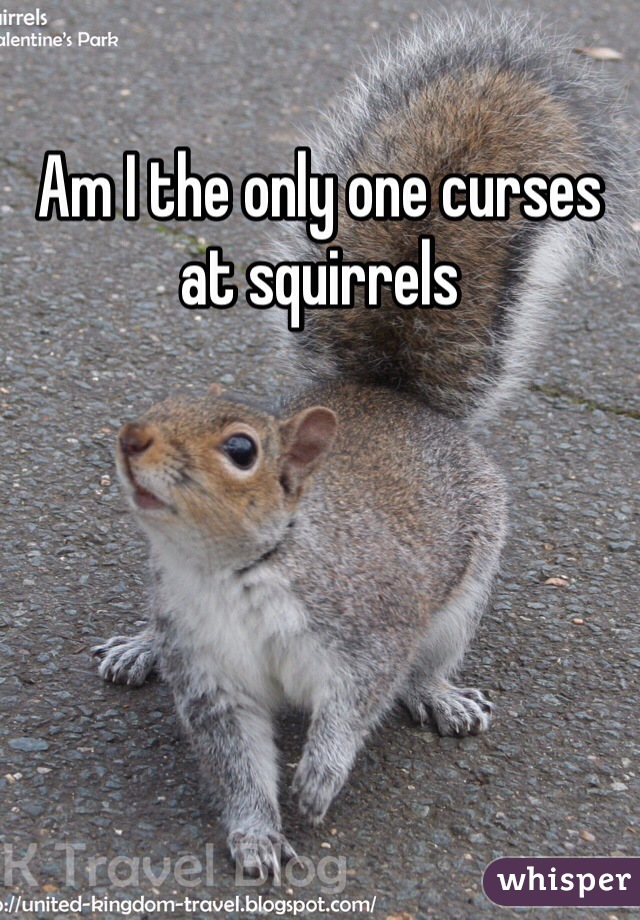 Am I the only one curses at squirrels 