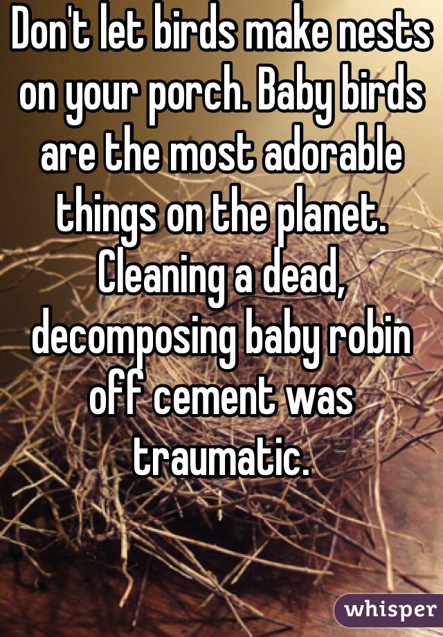 Don't let birds make nests on your porch. Baby birds are the most adorable things on the planet. Cleaning a dead, decomposing baby robin off cement was traumatic. 