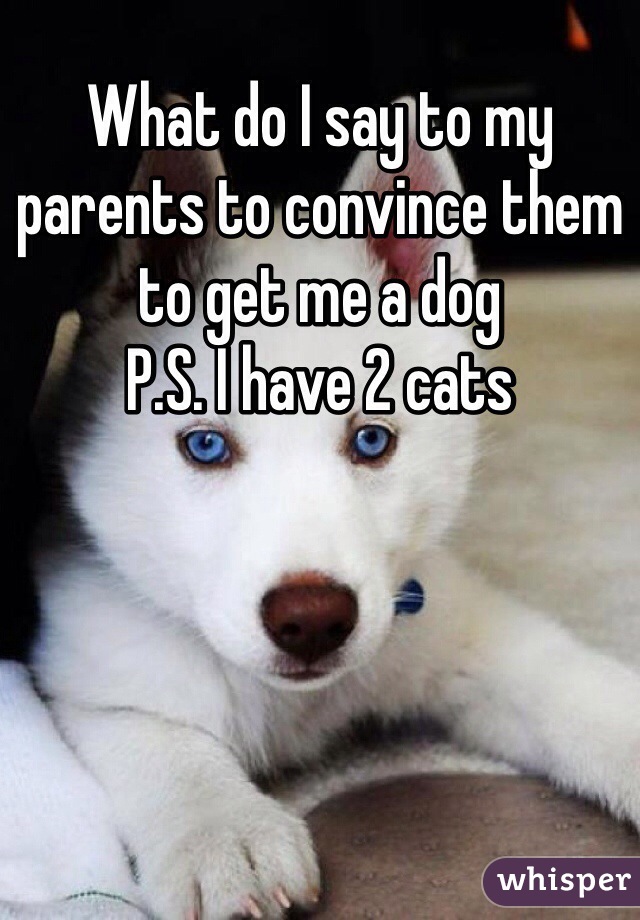 What do I say to my parents to convince them to get me a dog
P.S. I have 2 cats