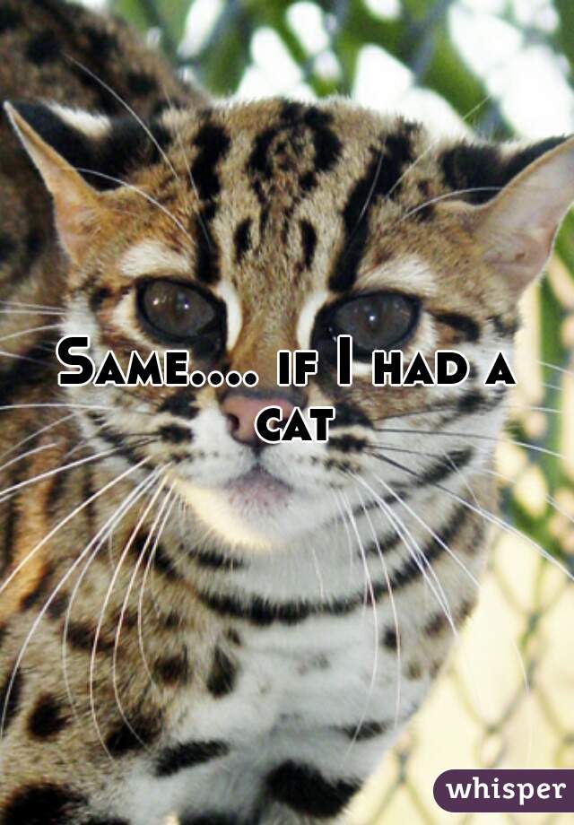 Same.... if I had a cat