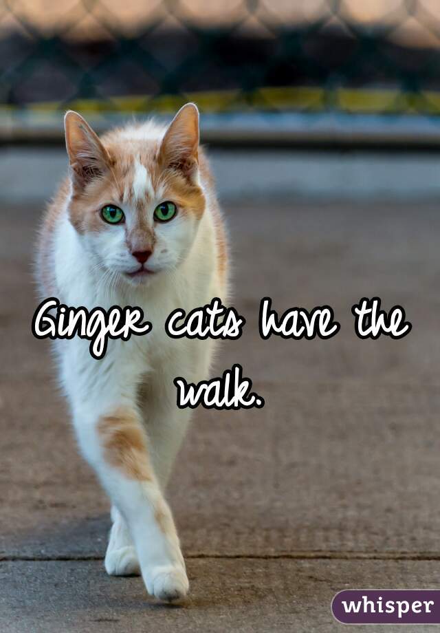Ginger cats have the walk. 
