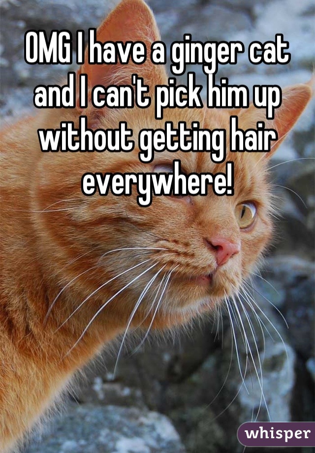 OMG I have a ginger cat and I can't pick him up without getting hair everywhere!