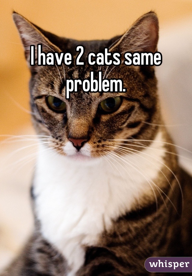 I have 2 cats same problem.