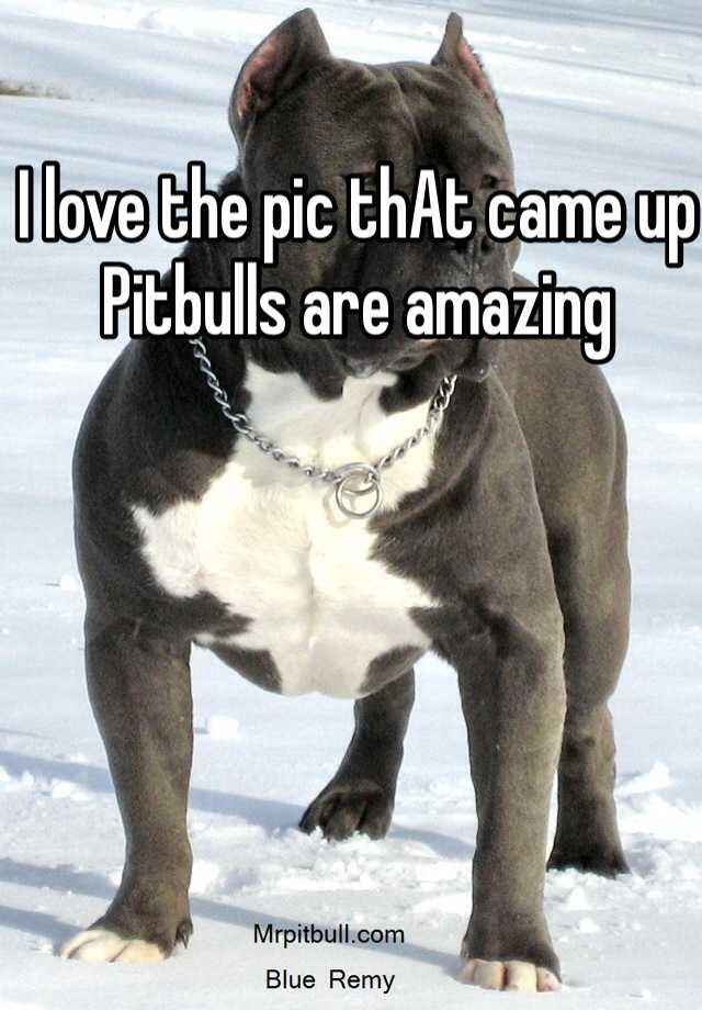 I love the pic thAt came up Pitbulls are amazing