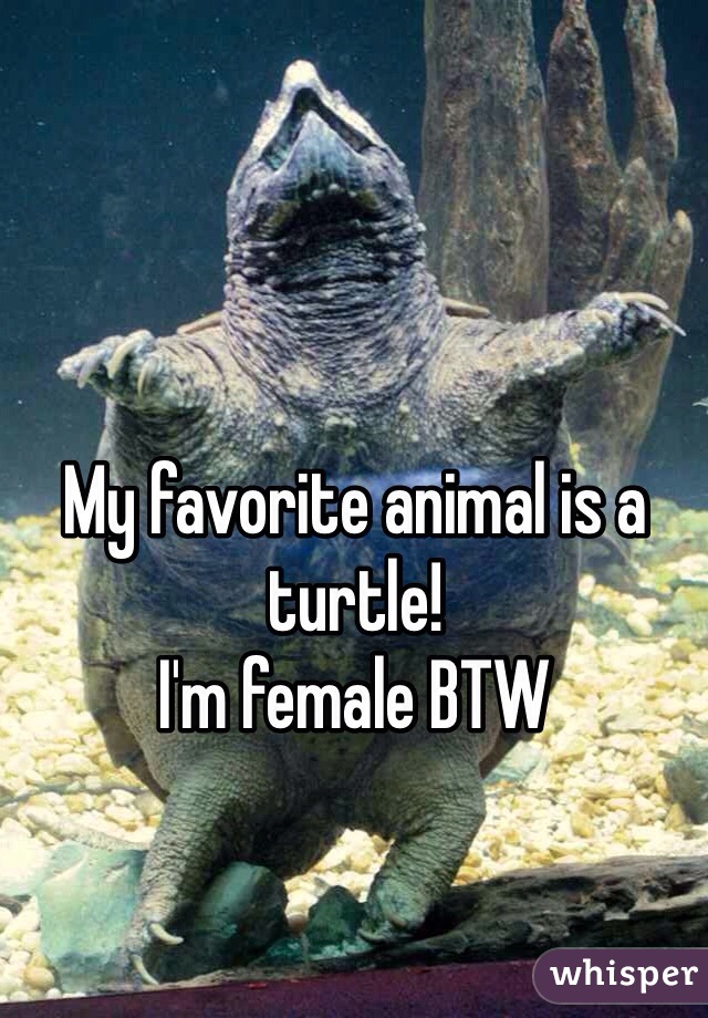 My favorite animal is a turtle! 
I'm female BTW