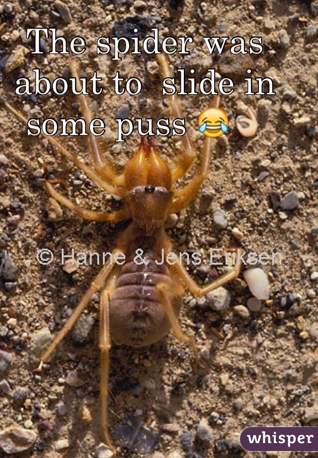 The spider was about to  slide in some puss 😂👌 
