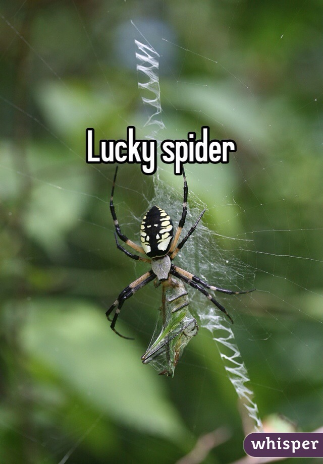 Lucky spider 