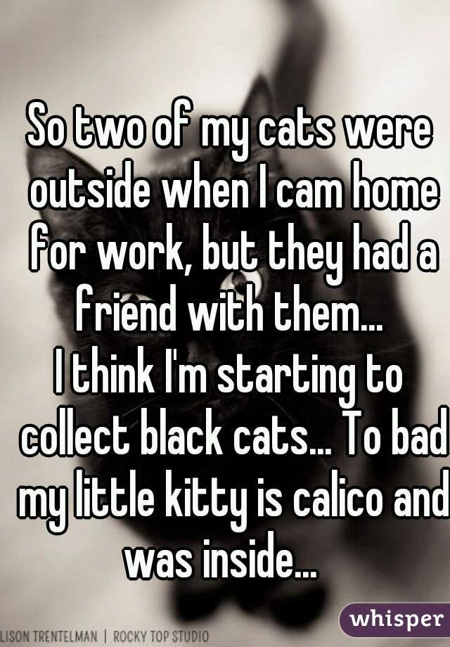 So two of my cats were outside when I cam home for work, but they had a friend with them... 

I think I'm starting to collect black cats... To bad my little kitty is calico and was inside...   