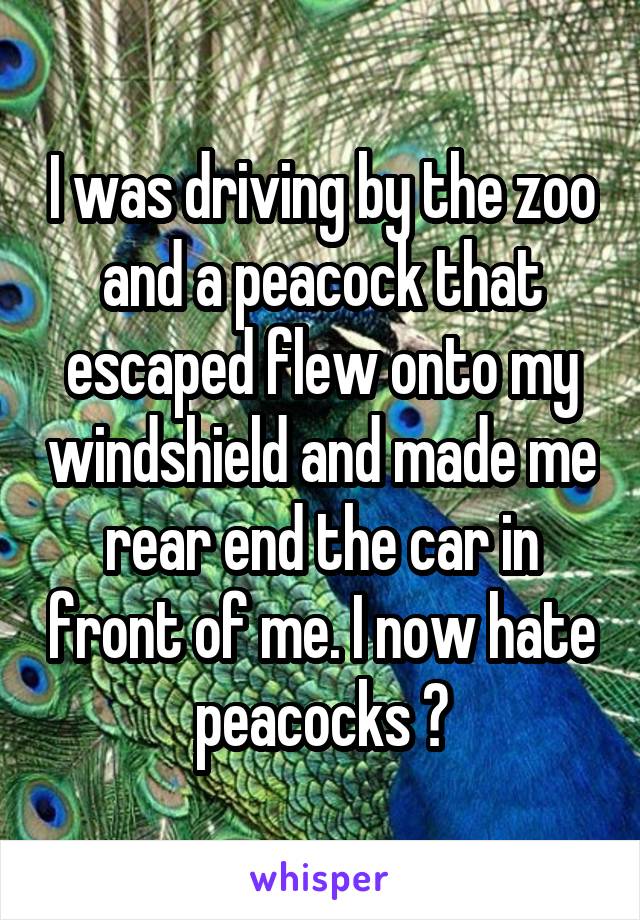I was driving by the zoo and a peacock that escaped flew onto my windshield and made me rear end the car in front of me. I now hate peacocks 😡