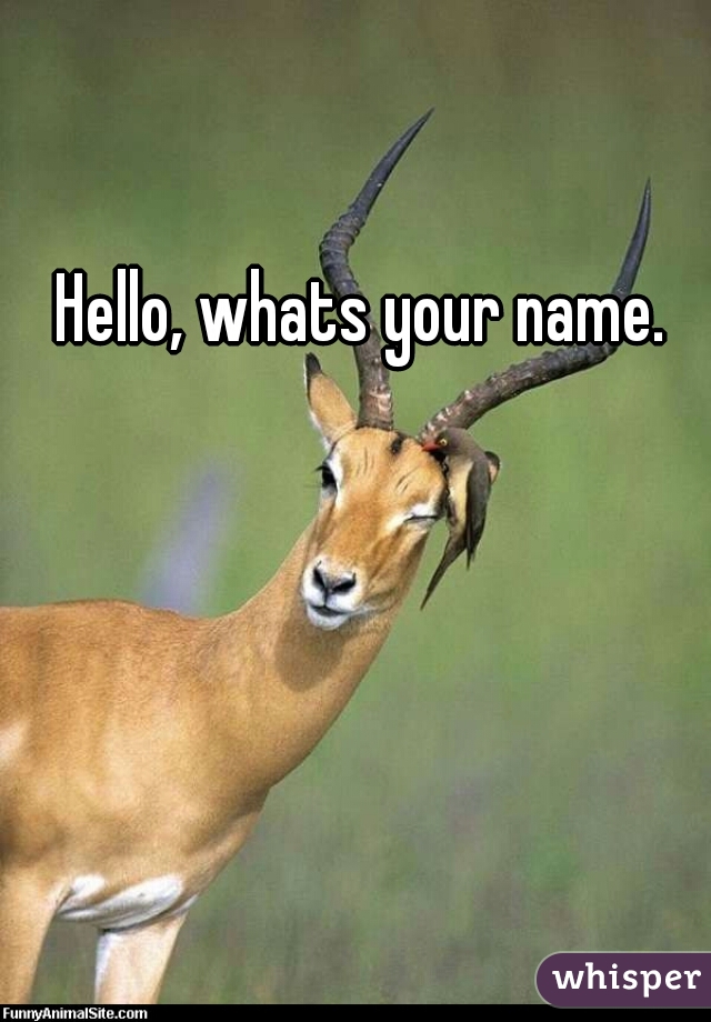 Hello, whats your name.