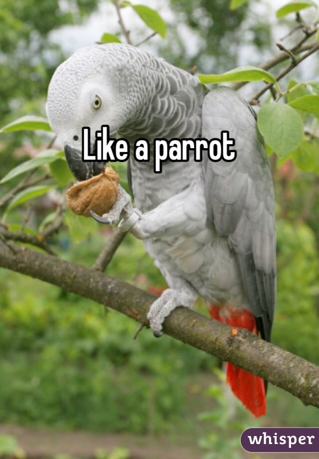 Like a parrot 
