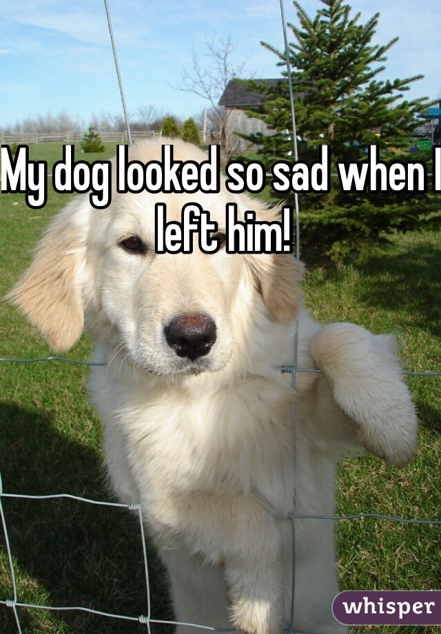 My dog looked so sad when I left him!