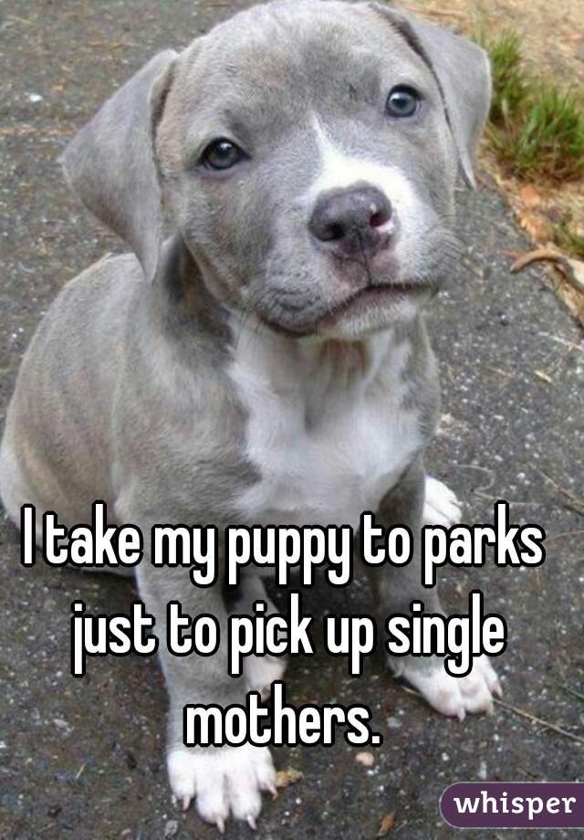 I take my puppy to parks just to pick up single mothers. 