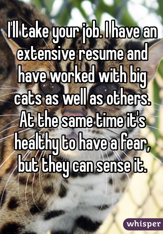 I'll take your job. I have an extensive resume and have worked with big cats as well as others. 
At the same time it's healthy to have a fear, but they can sense it. 