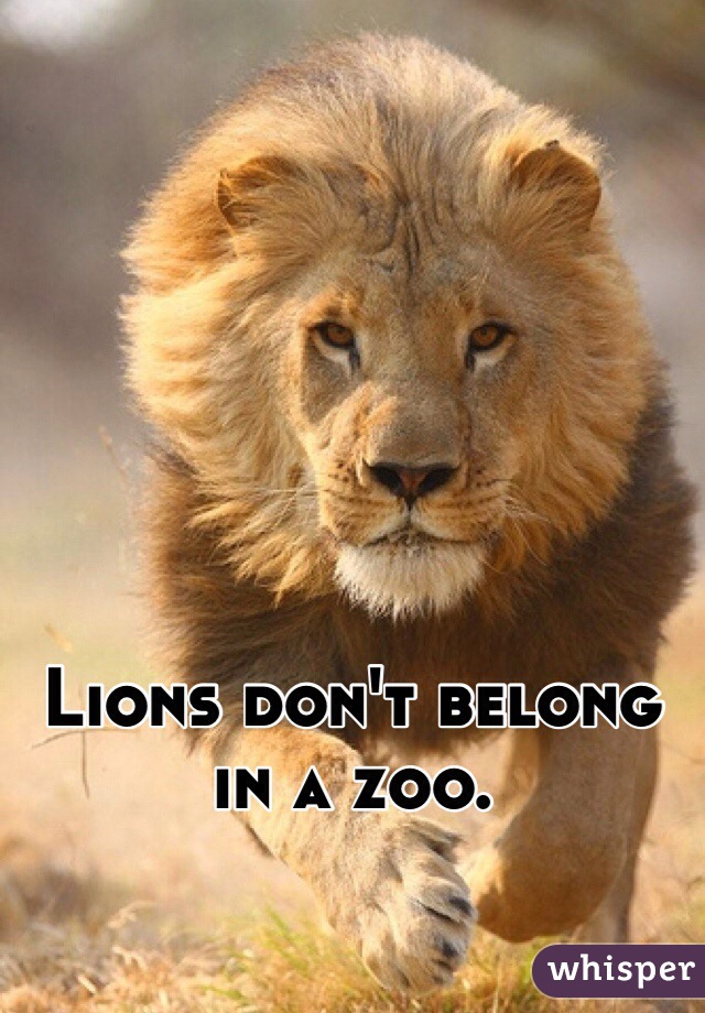Lions don't belong in a zoo.