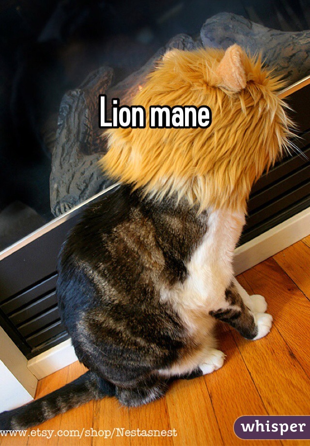 Lion mane